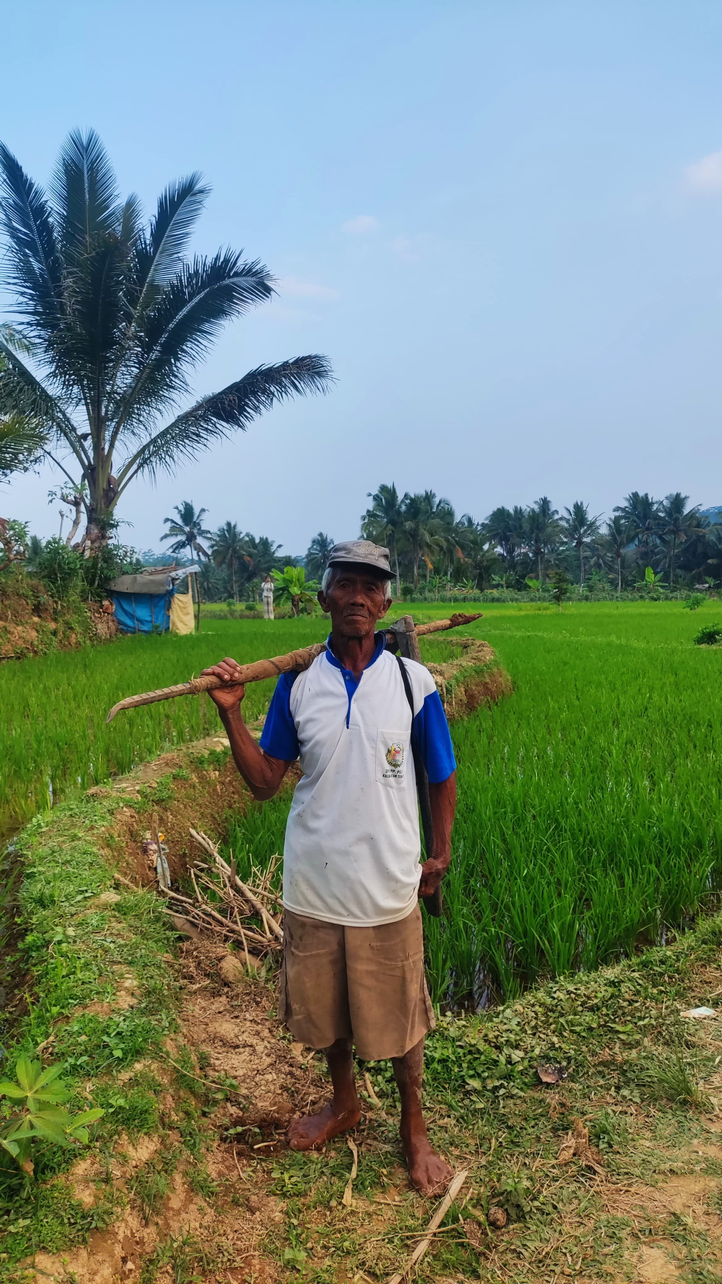 Petani Desa Kapulogo bekerja di sawah